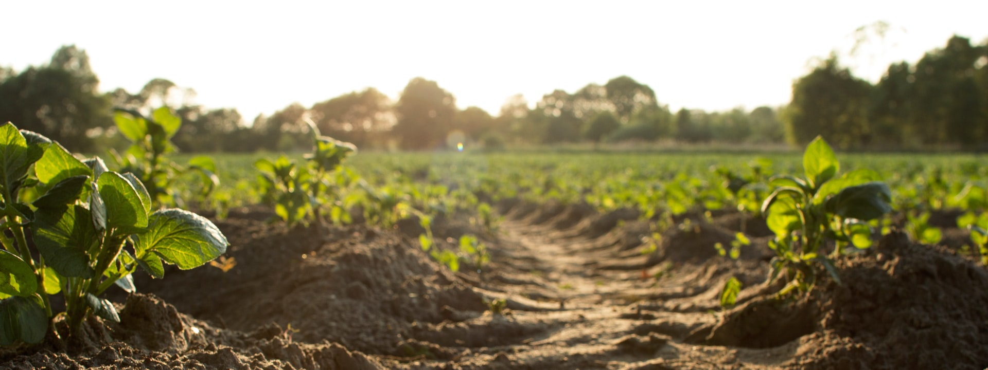 Photo by Dylan de Jonge on Unsplash.